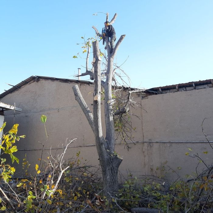 Benzopila xizmati daraxt kesish professional