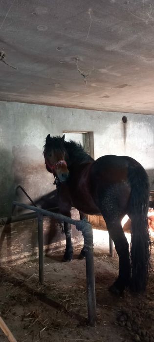 Vand iapa mai multe detali la telefon