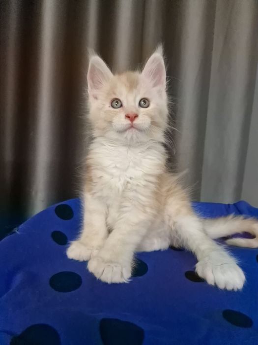 Мэйн Кун котенок