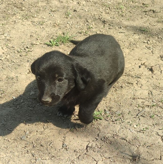 Щенки отдам звоночек