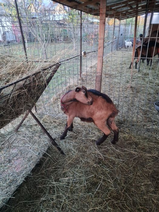 Vand iada alpina franceze