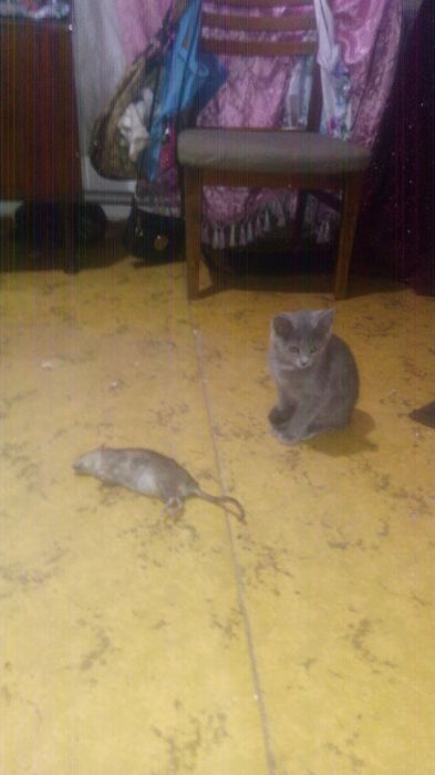 Крысоловка привитая；