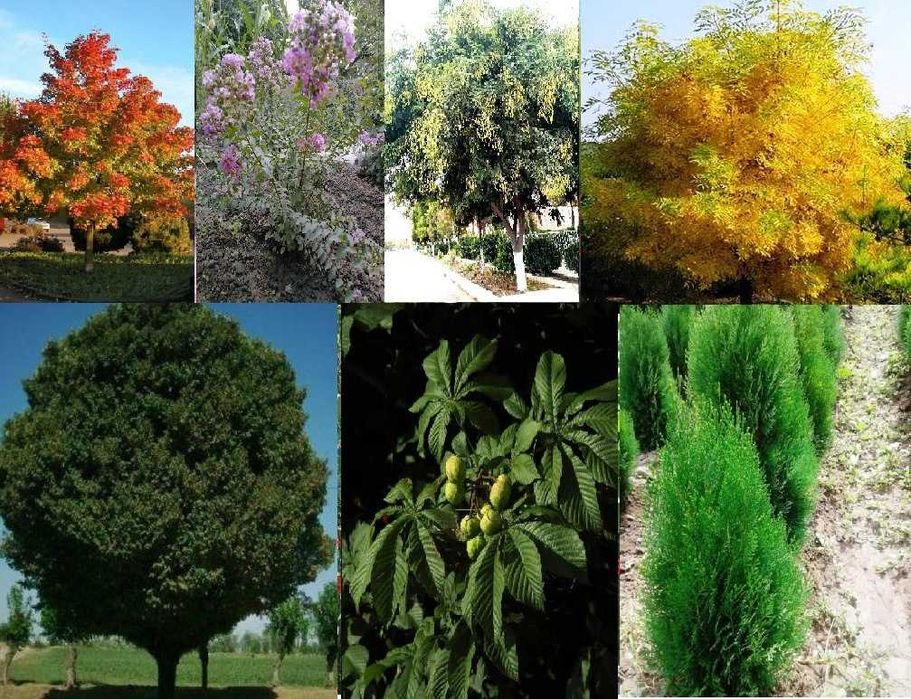 Саженцы декоративных деревьев - Манзарали дарахт кўчатлари