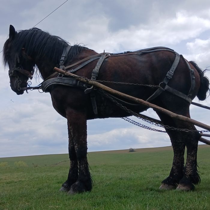 Vand frizian de 9 ani