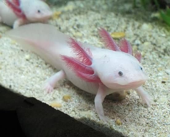 Аксолотель самец