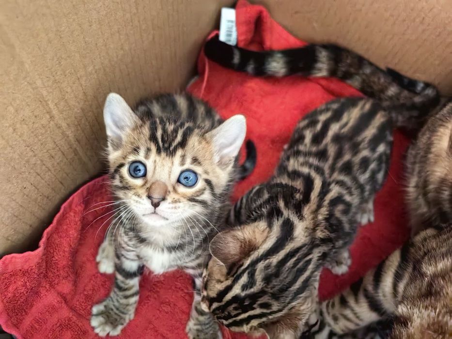 Продается бенгальского кота