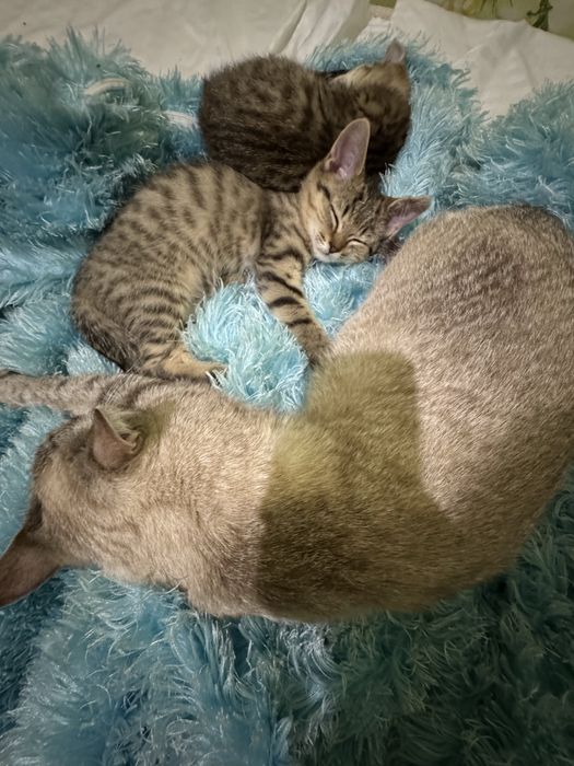 Отдам котят в хорошие руки