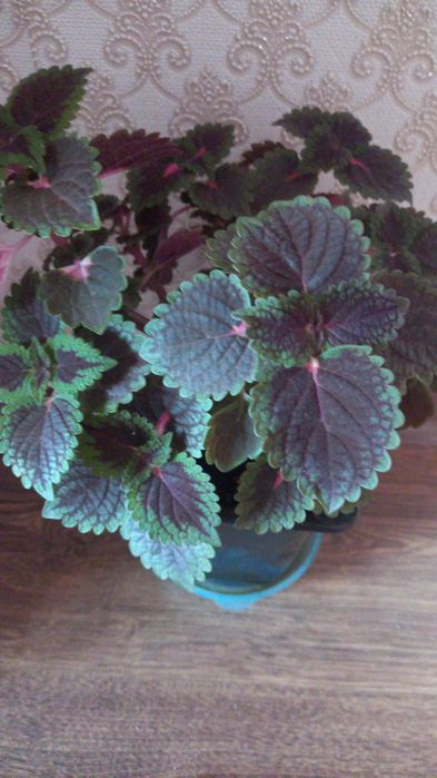 Продам комнатные цветы