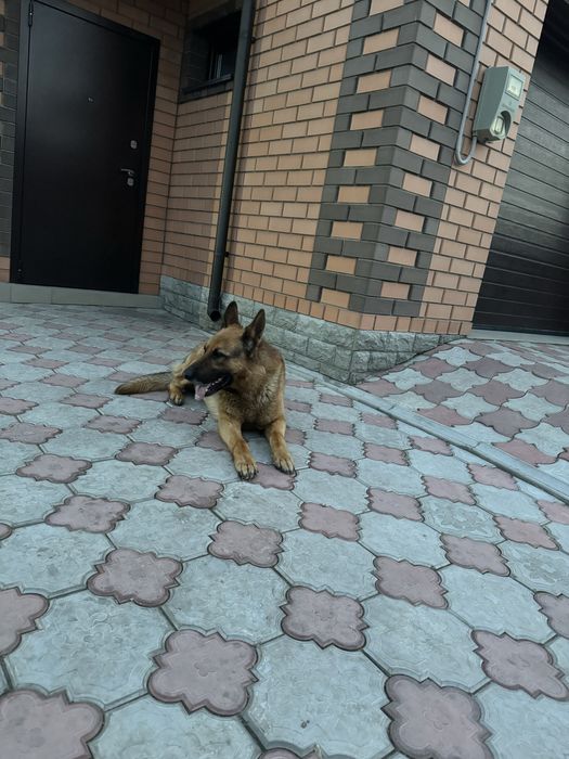 Вязка немец чепрачный