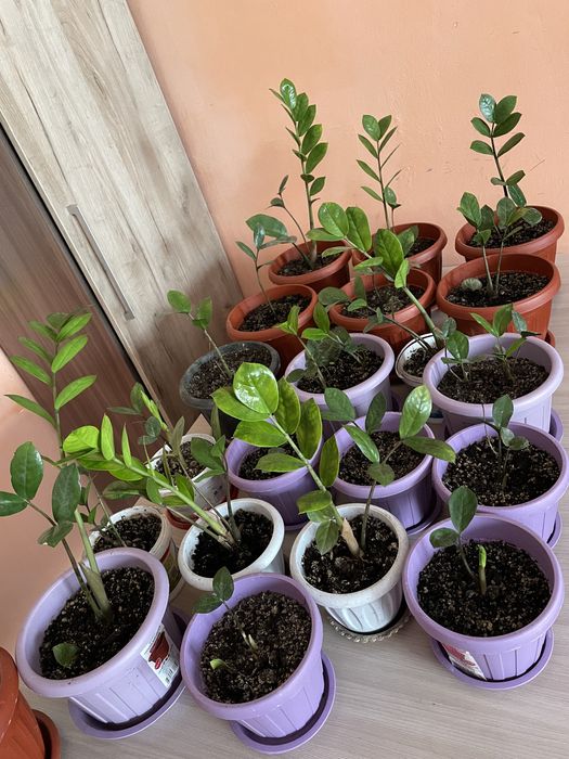 Долларовое дерево, много