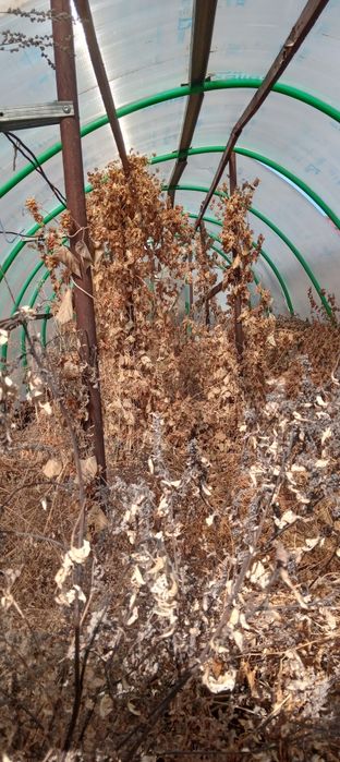 Продам теплицу большую