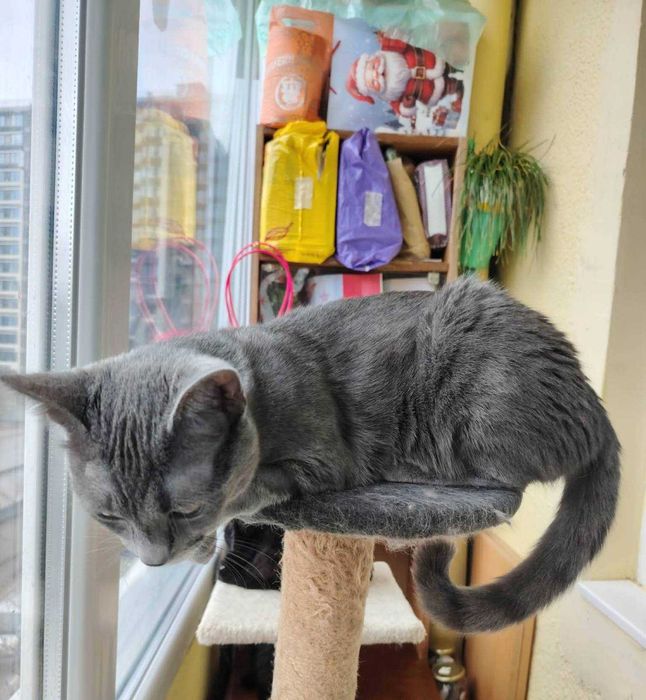 Сиво коте търси дом
