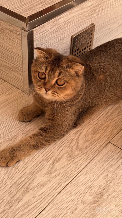 Скотиш Фолд 5 месяцев