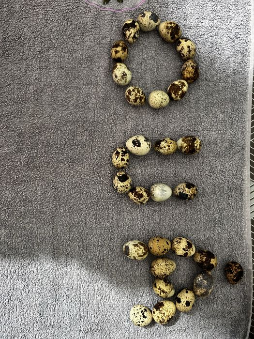 Vand oua de prepelita