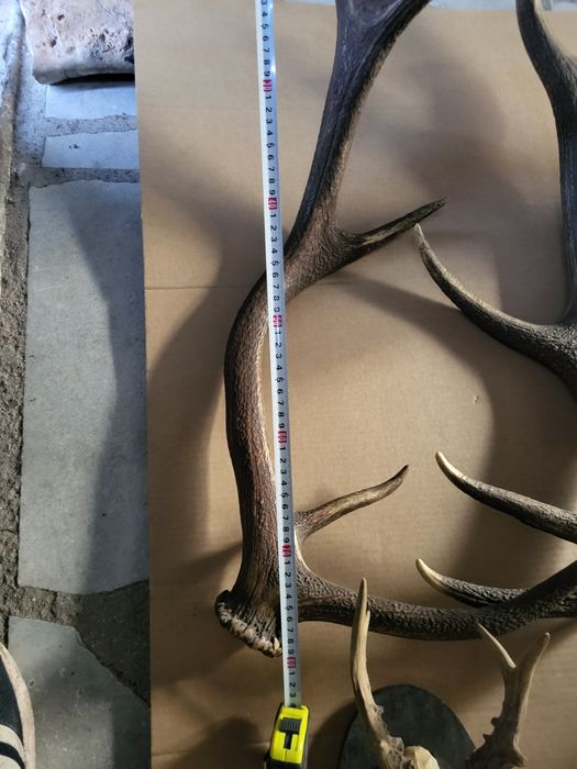 Продавам рога от срандак и лопатар