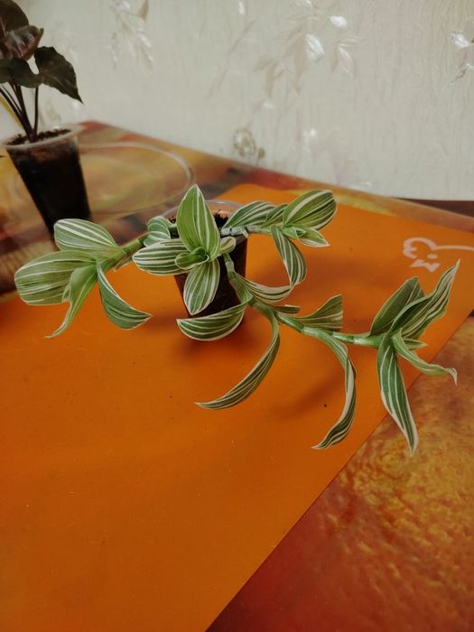 Продам комнатные цветы