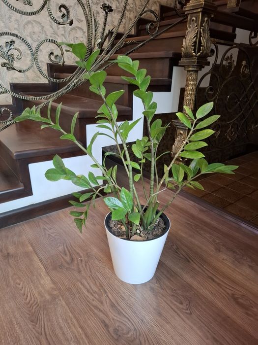 Замиокулькасы.  Продаётся