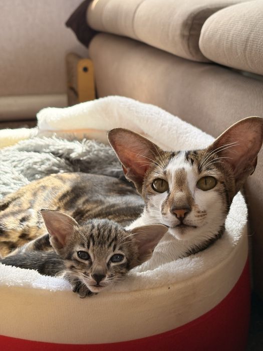 Ориентальный котёнок
