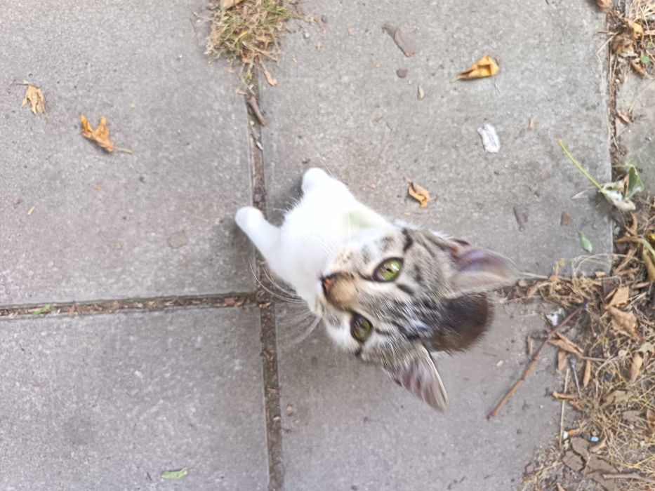 Коте Бамби чака своя осиновител