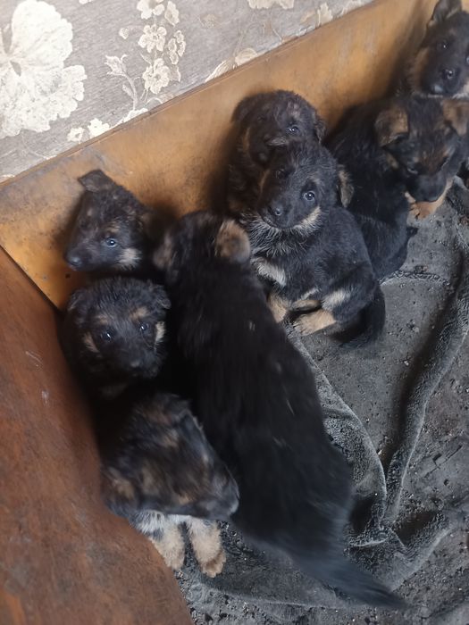 Продам щенков Немецкой овчарки