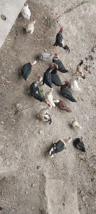 Ona bola sutlik sigirlar va hòkizlar bor