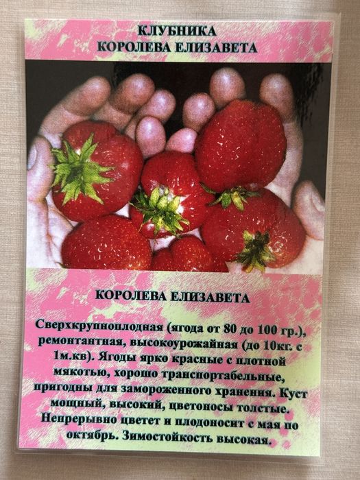 Рассада клубники