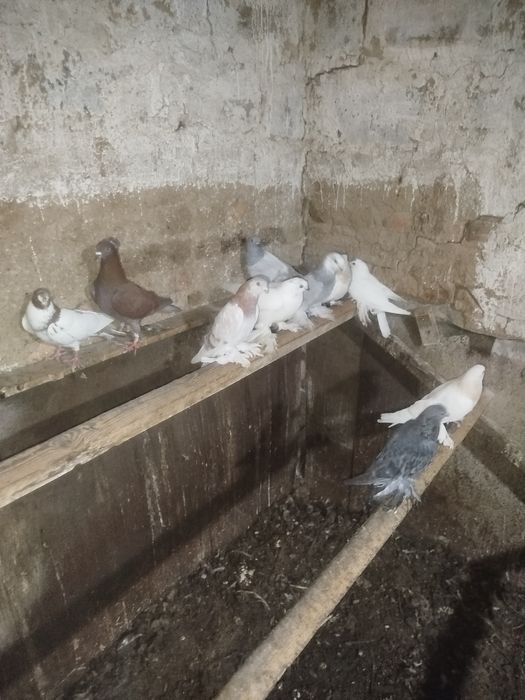 Продам голубей на гребле и с игрой