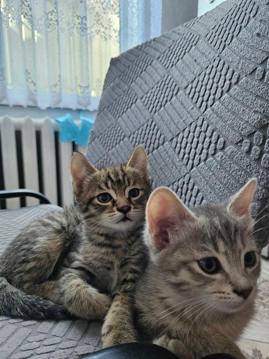 Отдам котят в добрые руки
