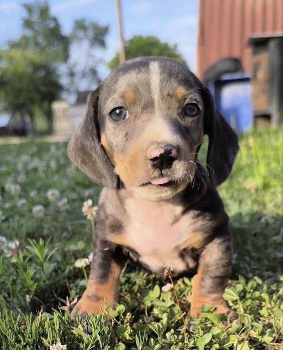 Catel teckel dachshund 3 luni baietel