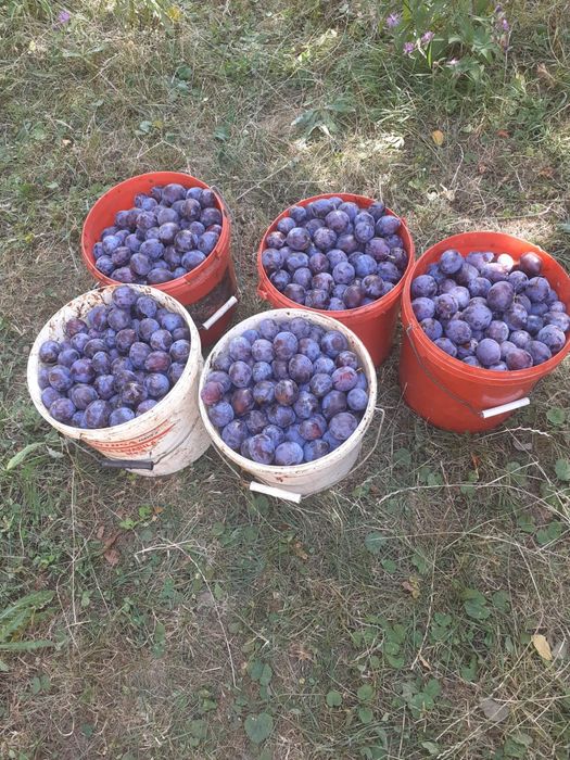 Prune roșii pentru tuica.