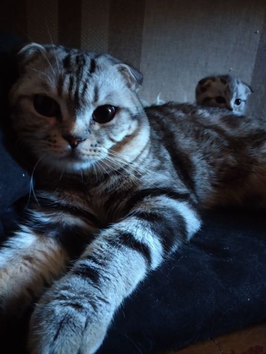 "Кот на час" для вязки