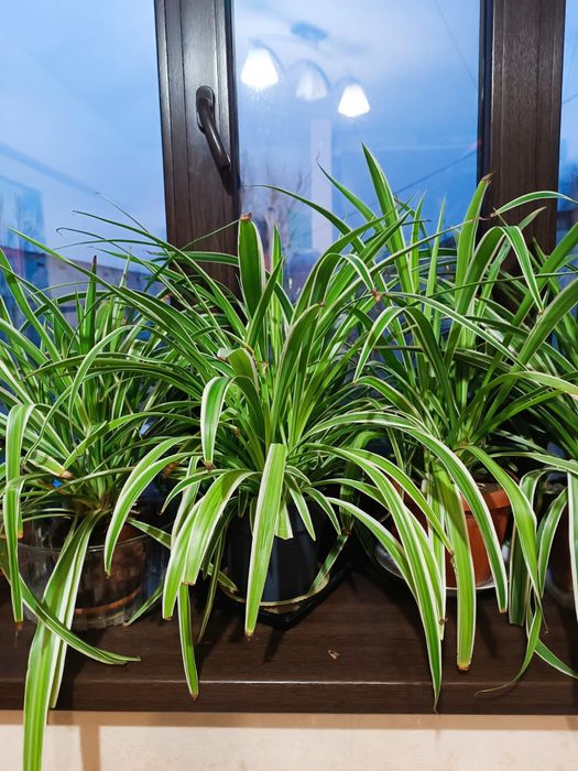 Комнатные Цветы Хлорофитум