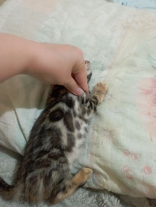 Продаются бенгальские котята