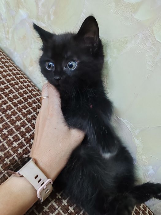 Отдам котят в хорошие руки
