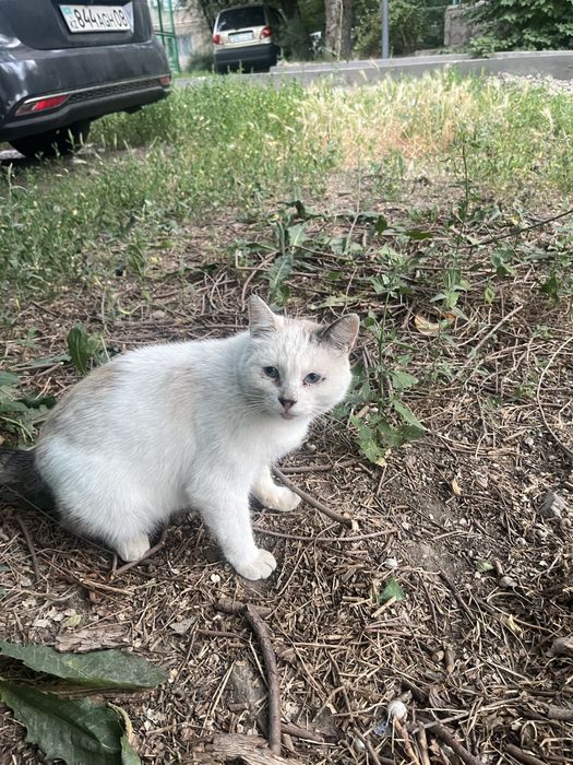 Отдам котика в добрые руки