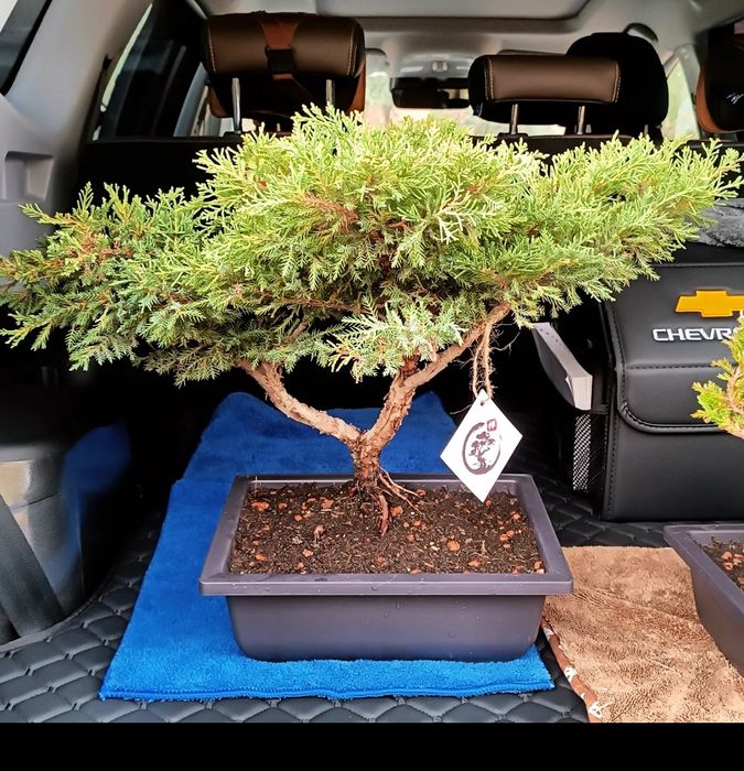 Бонсай. Дерево в горшке