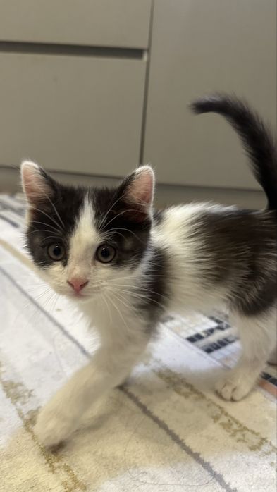 Бесплатно котенок