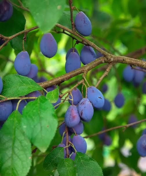 Prune de vânzare