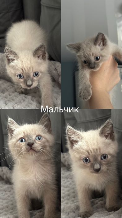 Отдам в добрые руки малышей