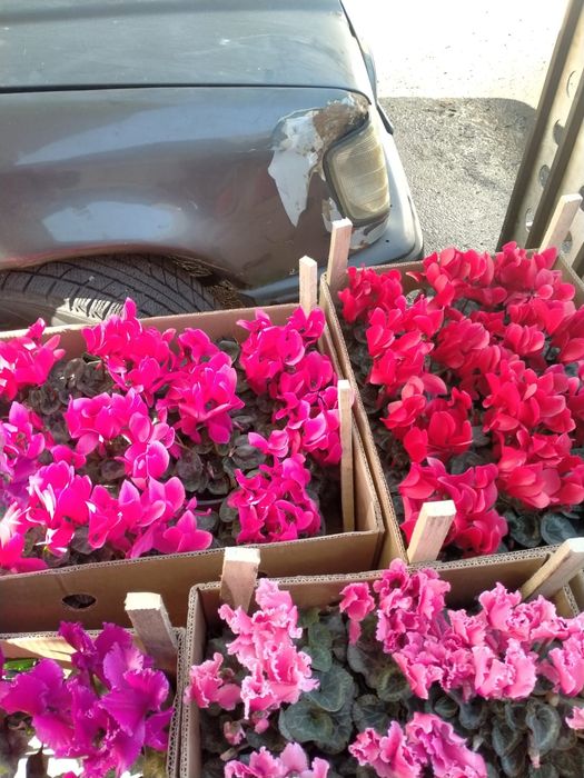 Цикломен  Герань цветы в горшках