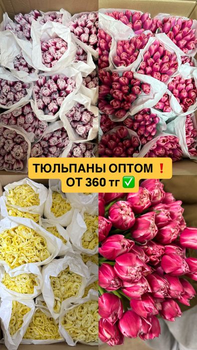 Тюльпаны оптом.