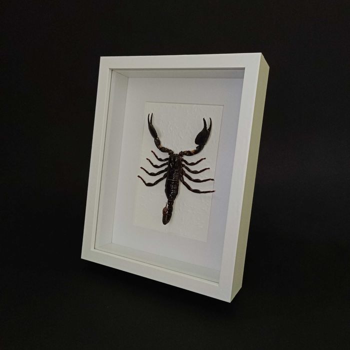 Подарък за зодия Скорпион, Препариран истински скорпион в рамка