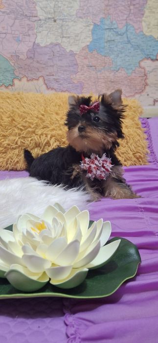 Йоркширски териер.Йорки