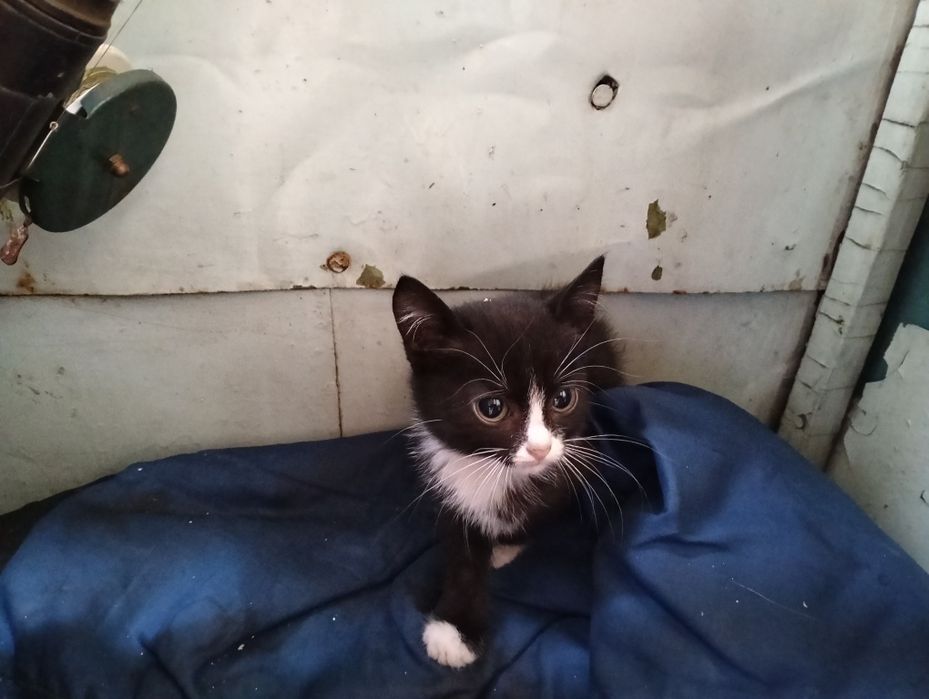 Отдам котят бесплатно