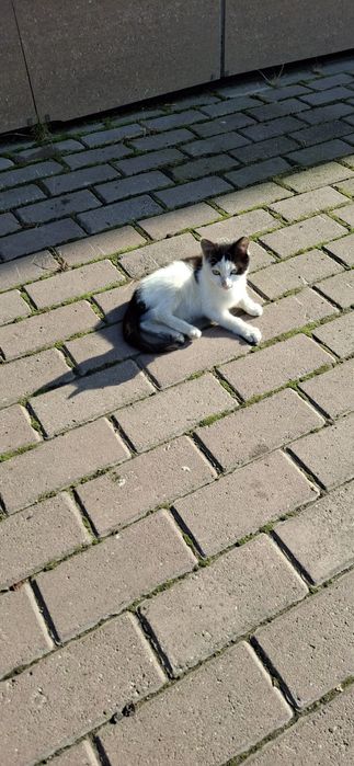 Отдам котёнка, в добрые руки