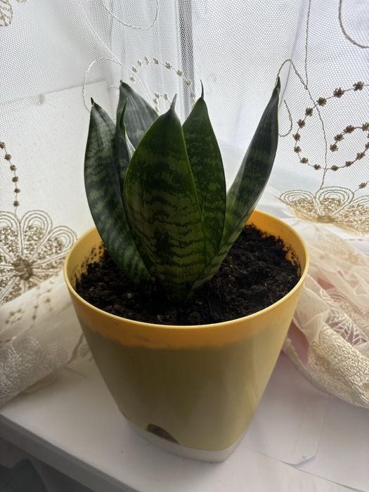 Цветок комнатный