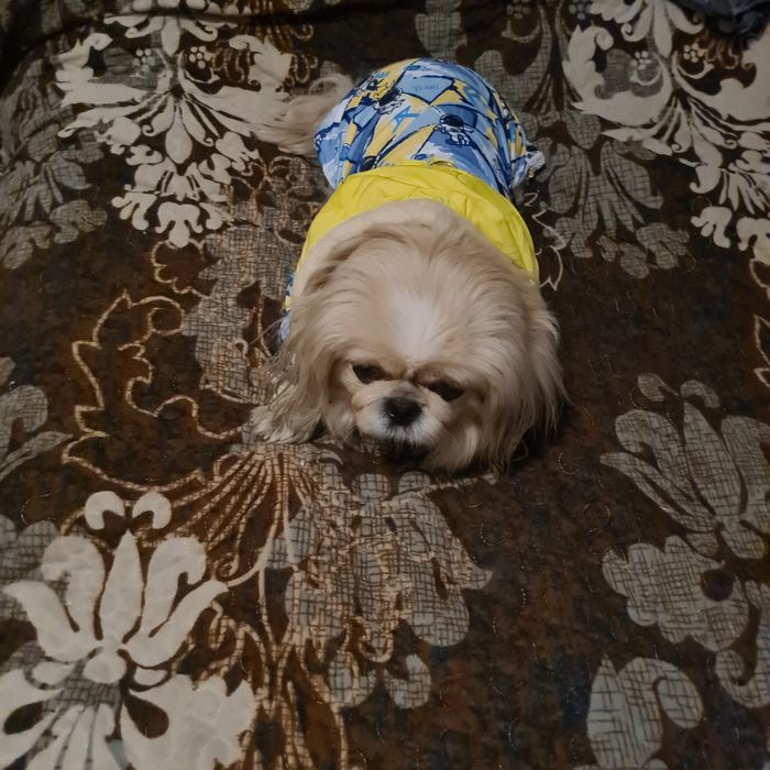 Курточка новая тёплая для собаки