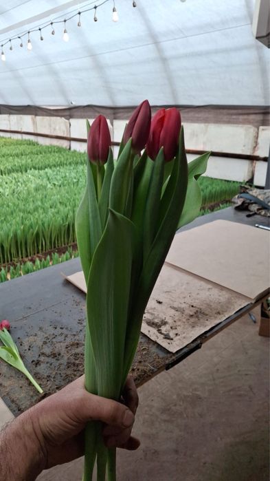 Продажа тюльпанов