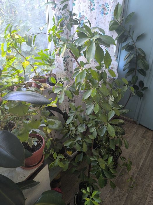 Фикус Бенджамина. Комнатный цветок для вашего офиса и дома.