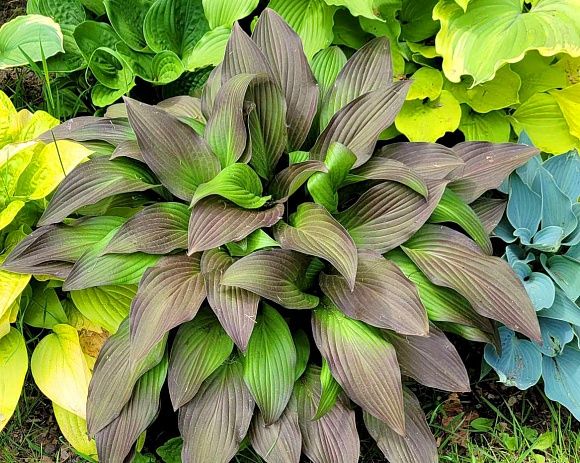 Хосты в горшочках сортовые.